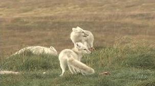 Arctic foxes