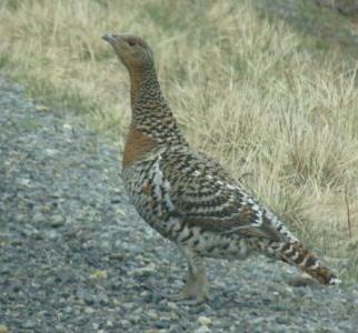 Capercaillie on the wayside