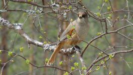 Maybe the Siberian Jay knows where the horns are?