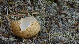 There is a lot to discover (egg of Capercaillie)