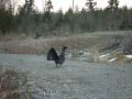 Meeting during a Moose Safari