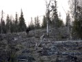 Meeting during a Moose Safari 2