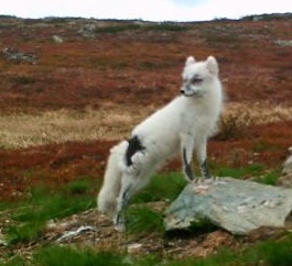 Polar fox in June 2013